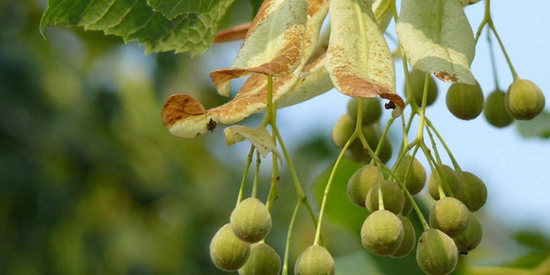 American basswood – description, flowering period and general distribution in Rhode Island. Basswood - Summer honey plant