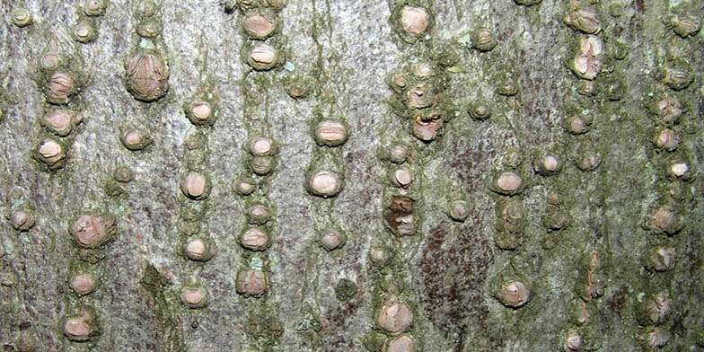 Tilia americana – description, flowering period. American basswood (Linden) trunk with characteristic bark texture