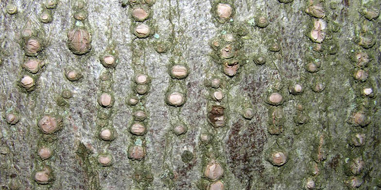 Linden – description, flowering period and general distribution in Maryland. American basswood (Linden) trunk with characteristic bark texture