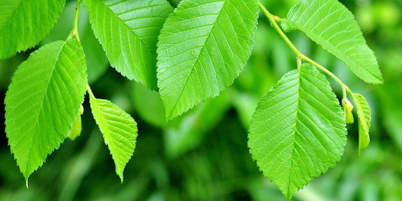 Florida elm – description, flowering period and general distribution in Nebraska. Green foliage against the background of other vegetation