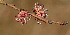 Ulmus americana – description, flowering period and time in New Brunswick, Spring branch with blooming flowers.