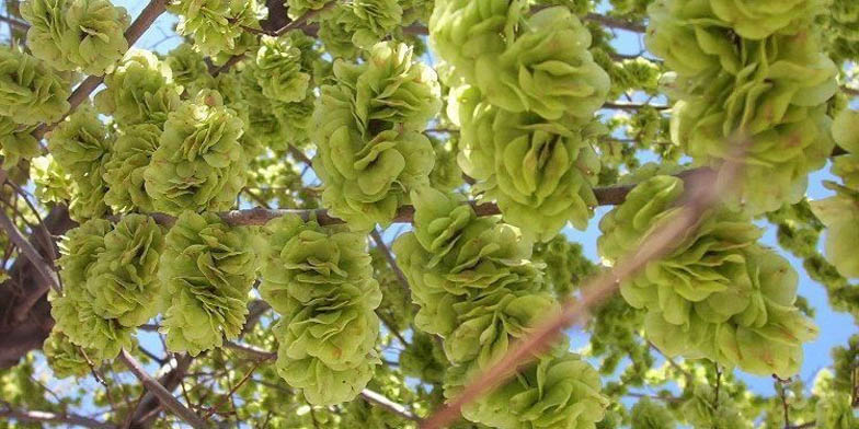 Florida elm – description, flowering period and general distribution in New Brunswick. The branches are completely covered with achenes