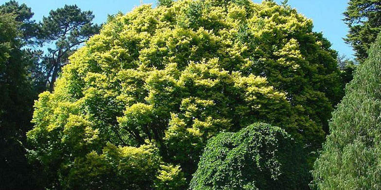 Ulmus americana – description, flowering period and general distribution in Saskatchewan. The dense crown is brighter against the background of the surrounding trees.