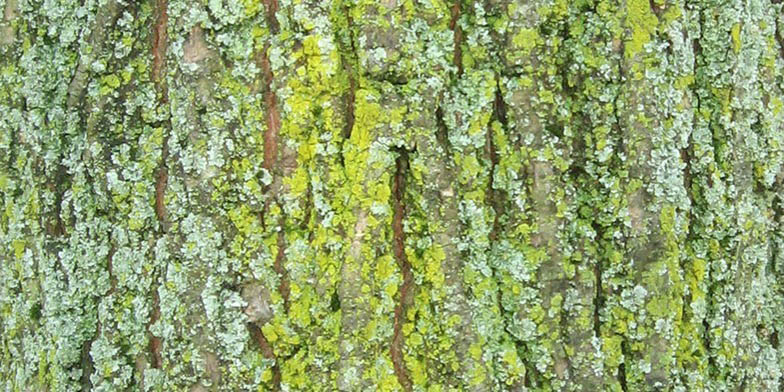 Water elm – description, flowering period and general distribution in Oklahoma. Bark with a little moss on it