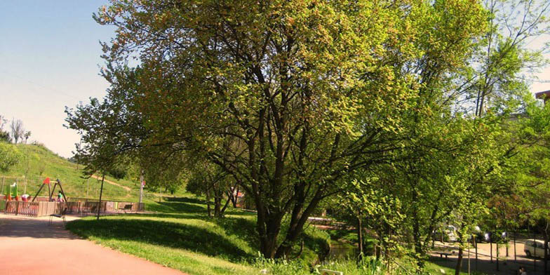 White elm – description, flowering period and general distribution in North Carolina. Plant standing alone in the park, summer