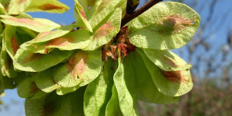 Ulmus americana – description, flowering period and general distribution in Nova Scotia. Plant has an interesting achenes