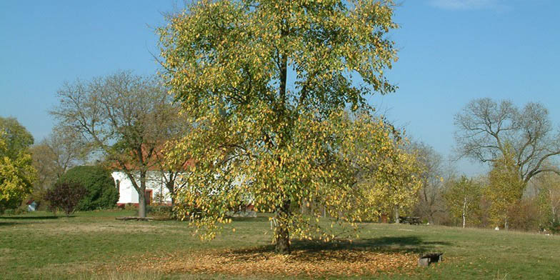 White elm – description, flowering period and general distribution in North Carolina. Beginning of autumn, the plant begins to dump foliage, against the background of an old house.