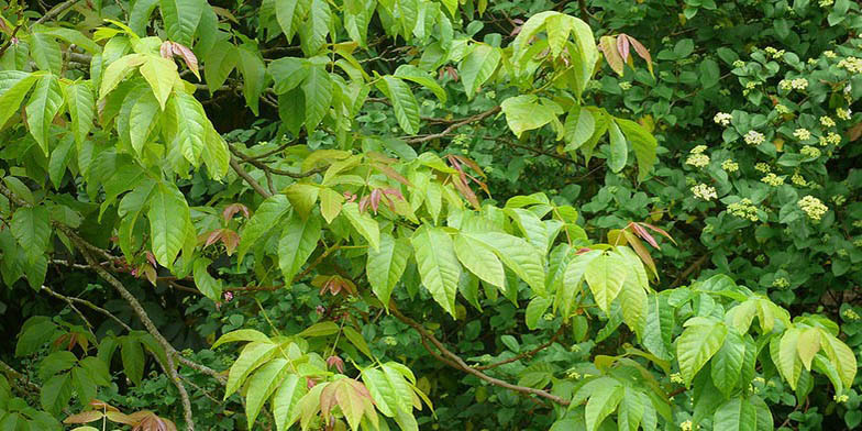 False buckeye – description, flowering period and general distribution in Texas. Branch with foliage of different shades of green