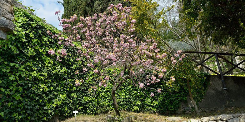 Ungnadia speciosa – description, flowering period. Flowering tree in the park
