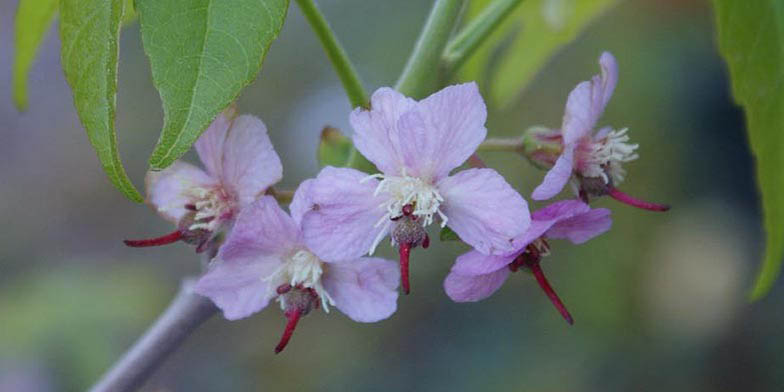 Ungnadia speciosa – description, flowering period and general distribution in Texas. The flowers on a branch close-up