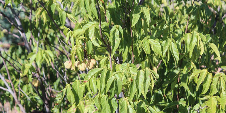 Texas buckeye – description, flowering period and general distribution in Texas. Green branch with fruits