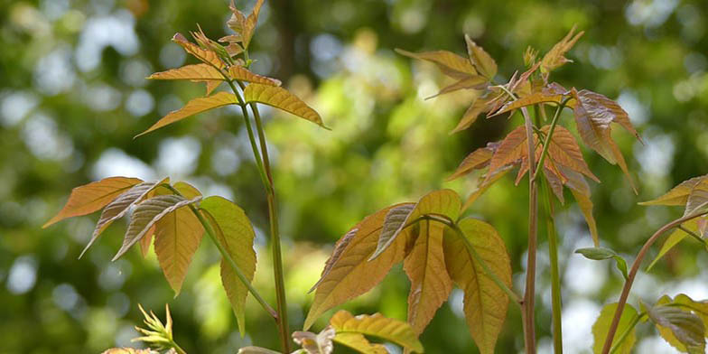 Mexican buckeye – description, flowering period and general distribution in New Mexico. Young leaves