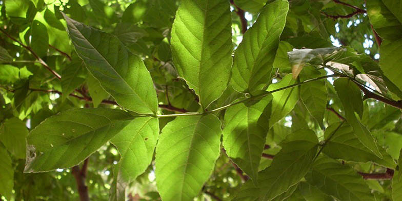 Ungnadia speciosa – description, flowering period and general distribution in Texas. Green leaves close up