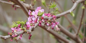 Ungnadia speciosa – description, flowering period and time in Texas, Flowers on a branch begin to bloom simultaneously with the appearance of leaves.