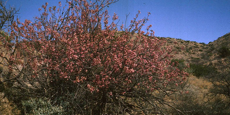 Spanish buckeye – description, flowering period and general distribution in New Mexico. Flowering shrub