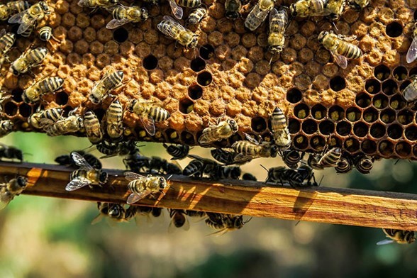 US beekeepers continue to report high colony loss rates, no clear improvement
