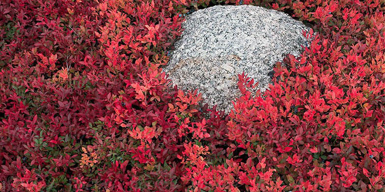 Vaccinium angustifolium – description, flowering period and general distribution in Maine. bushes in the fall, red foliage