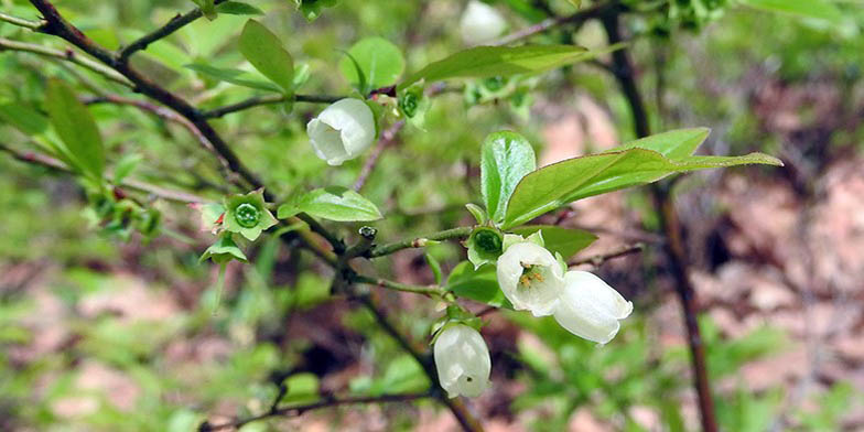 Vaccinium angustifolium – description, flowering period and general distribution in New York. blooming flowers on a branch, close-up
