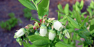 Vaccinium angustifolium – description, flowering period and time in Illinois, beautiful white flowers on a branch, summer, close-up.