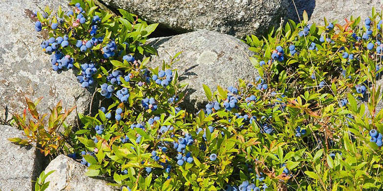 Vaccinium angustifolium – description, flowering period and general distribution in Minnesota. bush with ripe blue berries among the stones