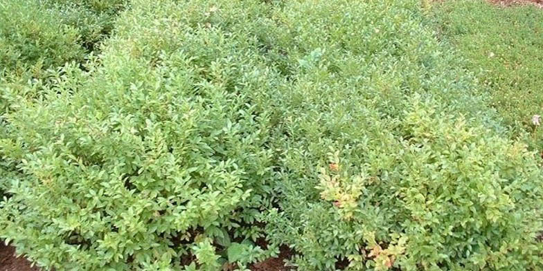 Vaccinium angustifolium – description, flowering period and general distribution in Minnesota. green bush in the field