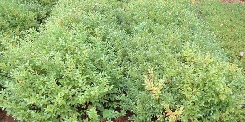 Early low-bush blueberry – description, flowering period and general distribution in Virginia. green bush in the field