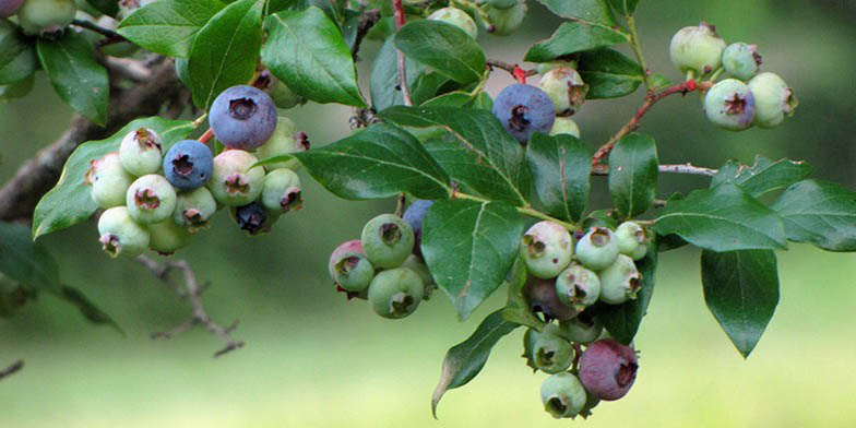 High-bush blueberry – description, flowering period and general distribution in Connecticut. Highbush blueberry (Vaccinium corymbosum) not ripe fruits and ripe fruits