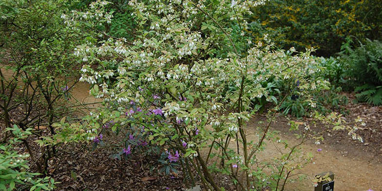 High blueberry – description, flowering period and general distribution in Michigan. Highbush blueberry (Vaccinium corymbosum) in spring with blossoming flowers