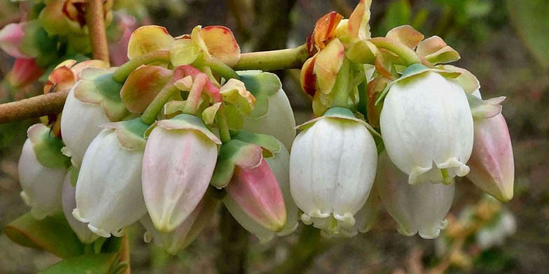 Vaccinium corymbosum – description, flowering period. Highbush blueberry (Vaccinium corymbosum) flowers closeup