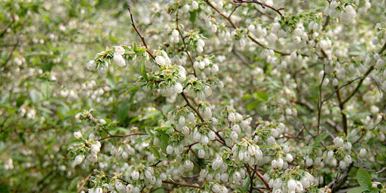 Vaccinium corymbosum – description, flowering period and general distribution in Ontario. Highbush blueberry (Vaccinium corymbosum) blooming flowers on a branch