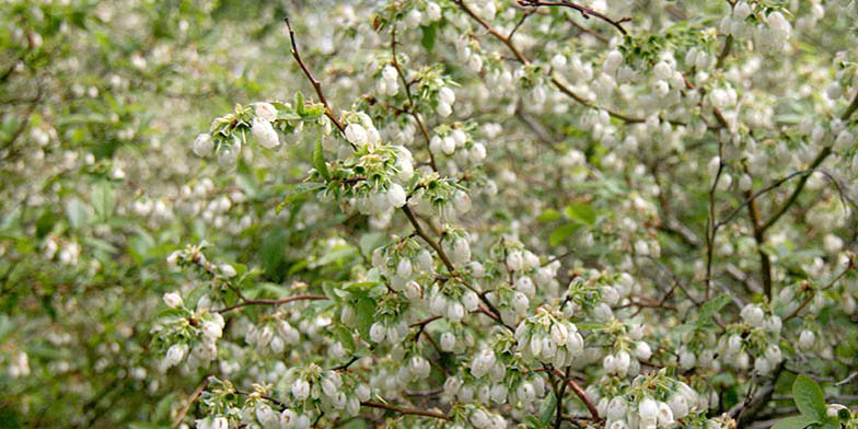 Rabbiteye blueberry – description, flowering period and general distribution in New Brunswick. Highbush blueberry (Vaccinium corymbosum) blooming flowers on a branch