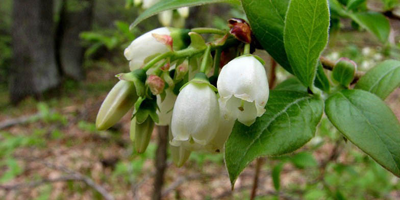 Vaccinium corymbosum – description, flowering period and general distribution in Alabama. Highbush blueberry (Vaccinium corymbosum) flowers in close-up, interesting perspective