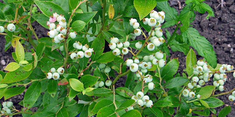 Tall blueberry – description, flowering period and general distribution in Kentucky. Highbush blueberry (Vaccinium corymbosum) unripe fruit