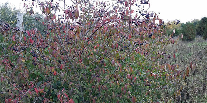 Black haw – description, flowering period and general distribution in Iowa. Black haw (Viburnum prunifolium) young plant in early autumn