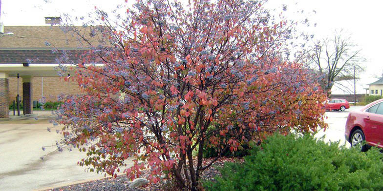 Viburnum bushii – description, flowering period and general distribution in New York. Black haw (Viburnum prunifolium) neat tree in the city, autumn