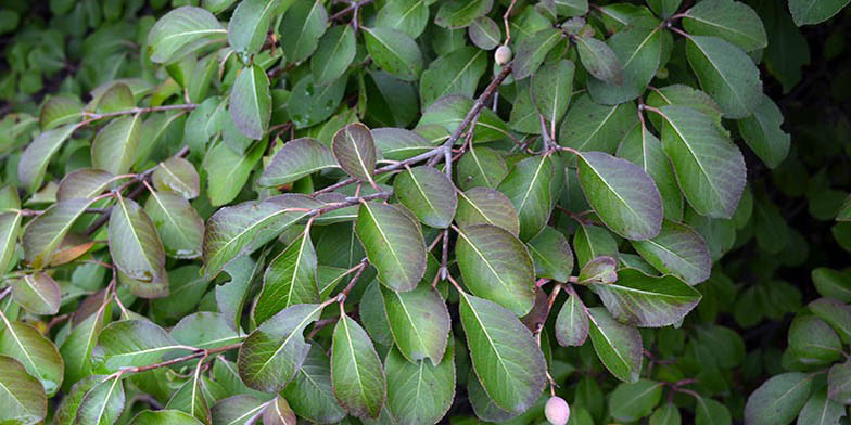 Viburnum prunifolium – description, flowering period and general distribution in Illinois. Black haw (Viburnum prunifolium) branch with green leaves at the end of summer