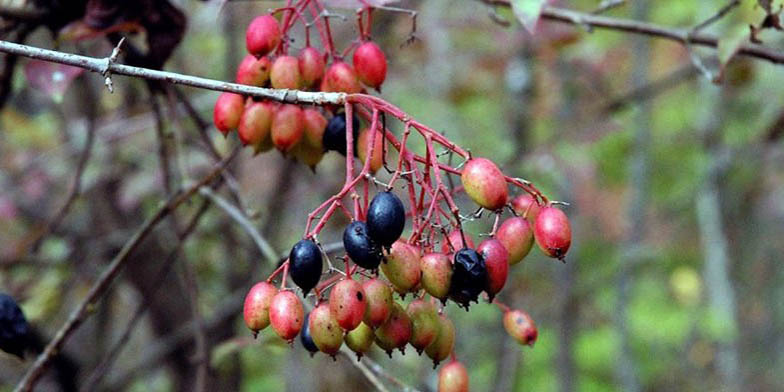 Viburnum prunifolium – description, flowering period and general distribution in Wisconsin. Black haw (Viburnum prunifolium) close-up of green and ripe fruits