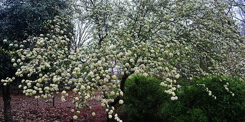 Viburnum bushii – description, flowering period and general distribution in New York. Blackhaw viburnum tree covered with white flowers