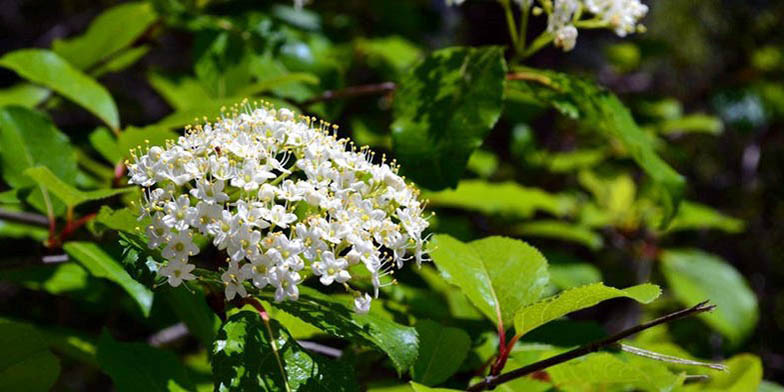 Black haw – description, flowering period and general distribution in Connecticut. Sweet haw (Viburnum prunifolium) branch with flowers