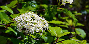 Viburnum prunifolium – description, flowering period and time in Wisconsin, Sweet haw (Viburnum prunifolium) branch with flowers.