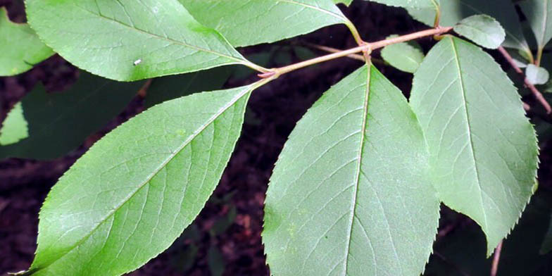 Blackhaw – description, flowering period and general distribution in District of Columbia. Viburnum prunifolium green foliage closeup