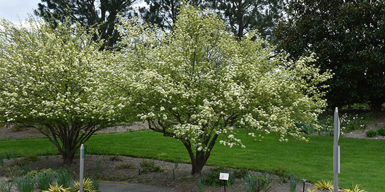 Stagbush – description, flowering period and general distribution in District of Columbia. Blackhaw two flowering plants in the park