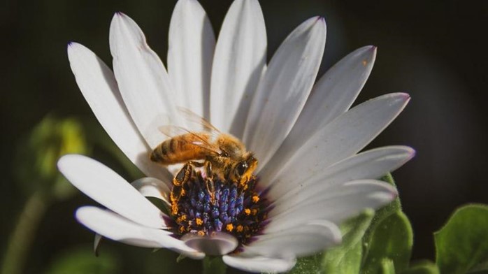 6 SIMPLE WAYS YOU CAN HELP SAVE BEES FROM EXTINCTION